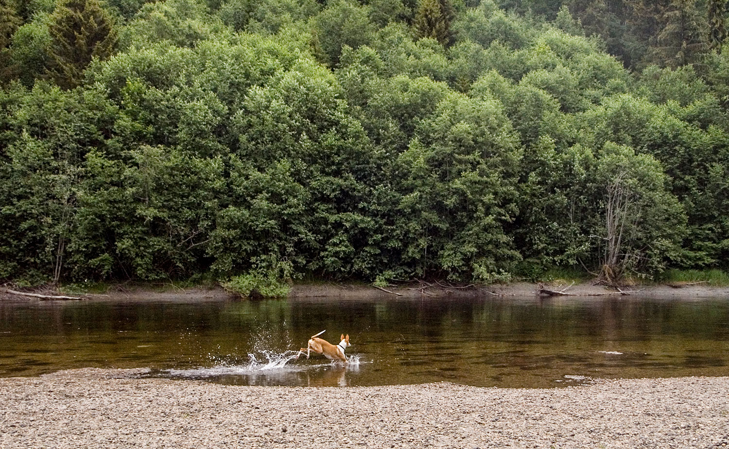 badehund