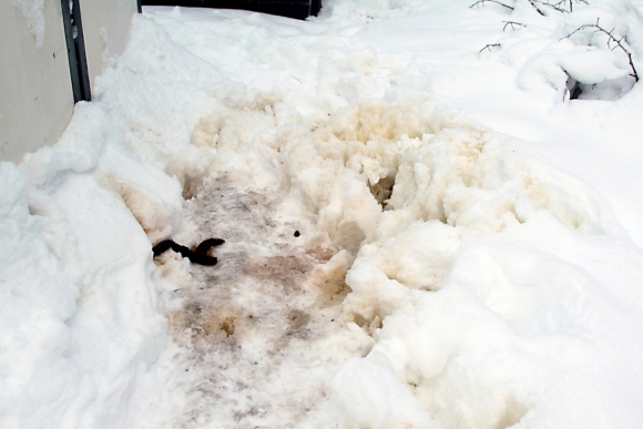 Avføringen ligger rundt i snøen