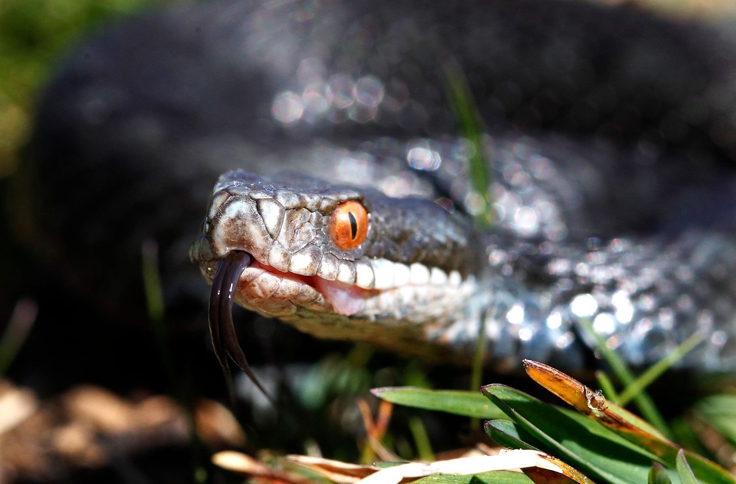 Hoggorm (vipera berus) er en av tre ormer i norsk fauna og den eneste giftige slangen. Hoggormen er fredet i Norge, men ikke utrydningstruet.