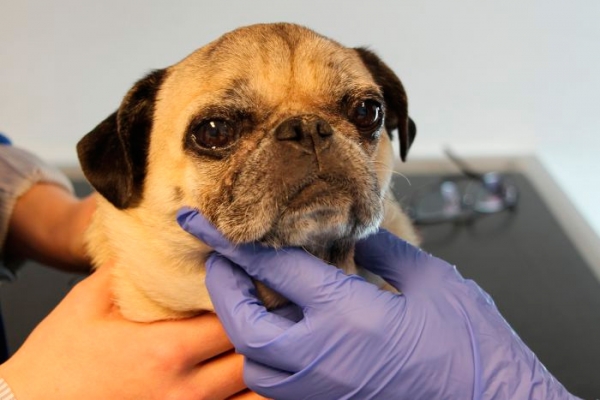 MANGE OPERASJONER: Denne hunden har vært gjennom hele åtte operasjoner for å få bedre helse.