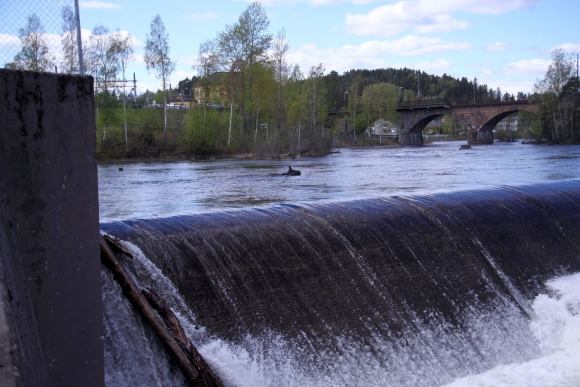 Elg på villspor ble avlivet