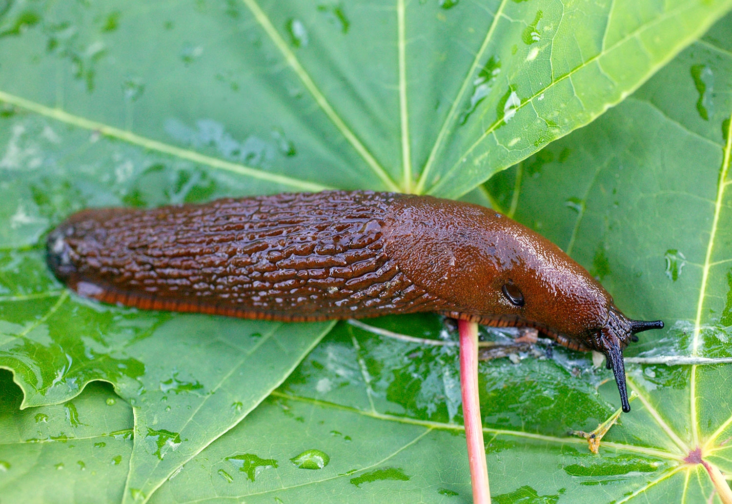 Brunskogsneglen (Arion vulgaris) kan bli et mareritt for enhver hageeier. Den kom opprinnelig til Norge fra Frankrike, hvor den ikke er spesielt plagsom. Men i Norge har den få naturlige fiender.