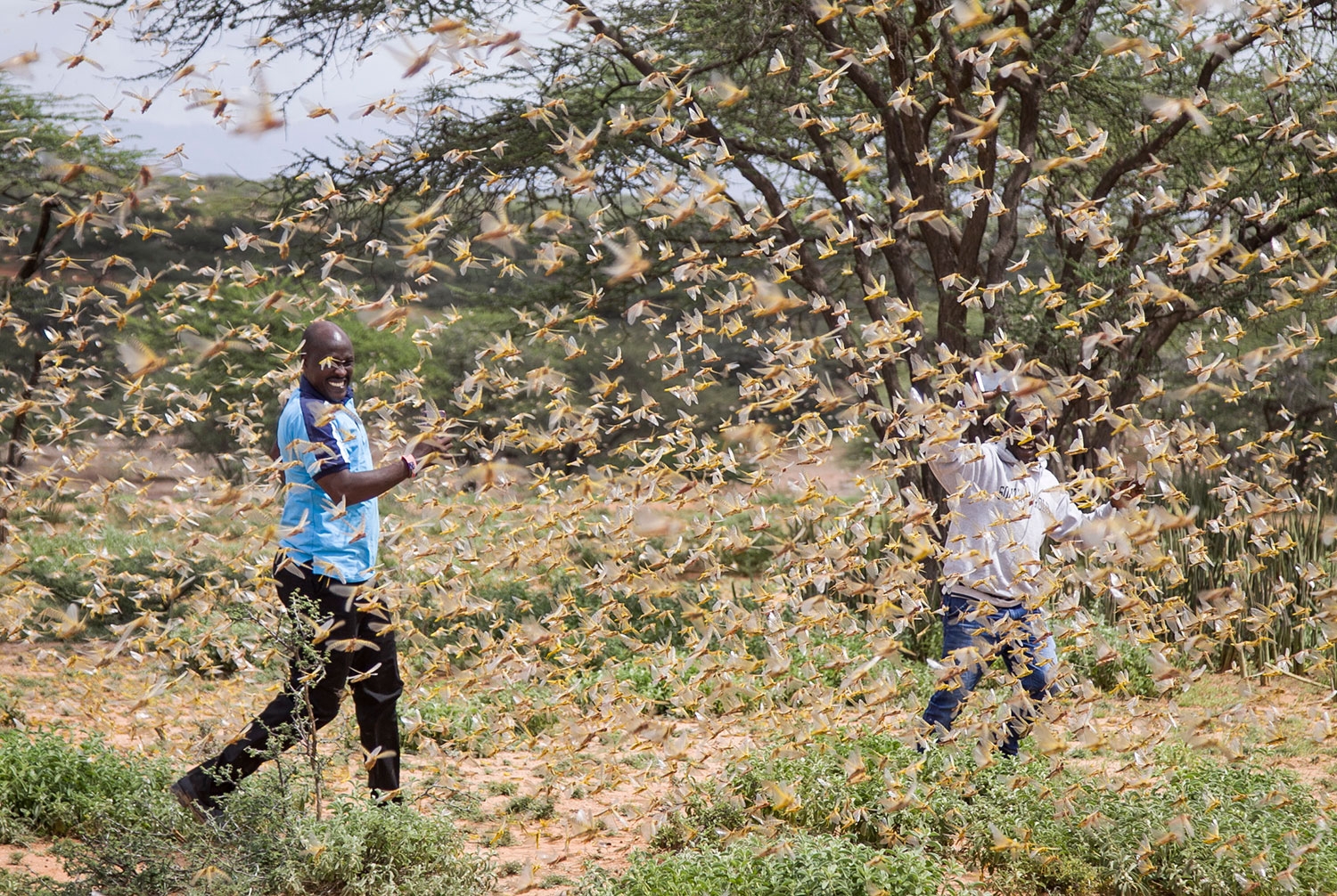 Et lokalt katastrofeteam som jobber med å kartlegge gresshoppenes herjinger, omringes av en sverm i nærheten av landsbyen Sissia i Samburu i Kenya tidligere i januar.