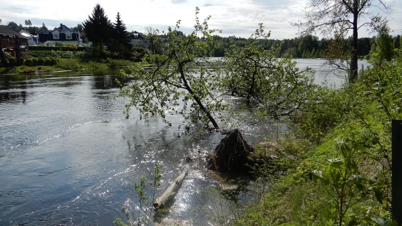 Dette treet ble tatt av stormen natt til 17.mai. Dette er nedenfor Hønefoss skole på gangveien.