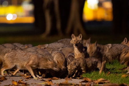 Flokker med sjakaler har rykket inn i den populære Hayarkon-parken i Tel Aviv.