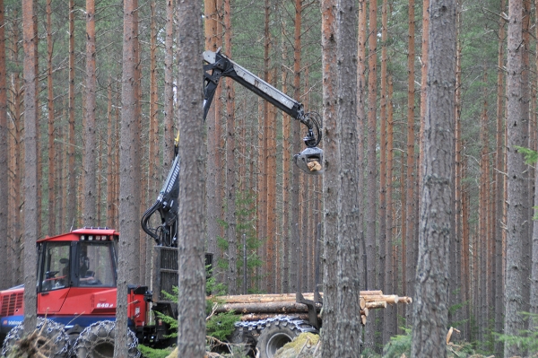 Beste tømmerpris siden 2008